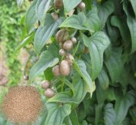 山药豆大小分级筛专用设备黄瓜视频污免费在线观看