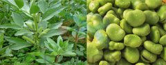 蚕豆黄瓜视频最污app如何选择合适黄瓜视频污免费在线观看分机