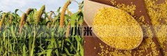<b>筛分小米可以用黄瓜视频最污app分机吗</b>